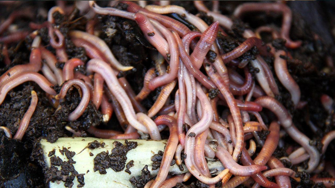 Mass of red composting worms