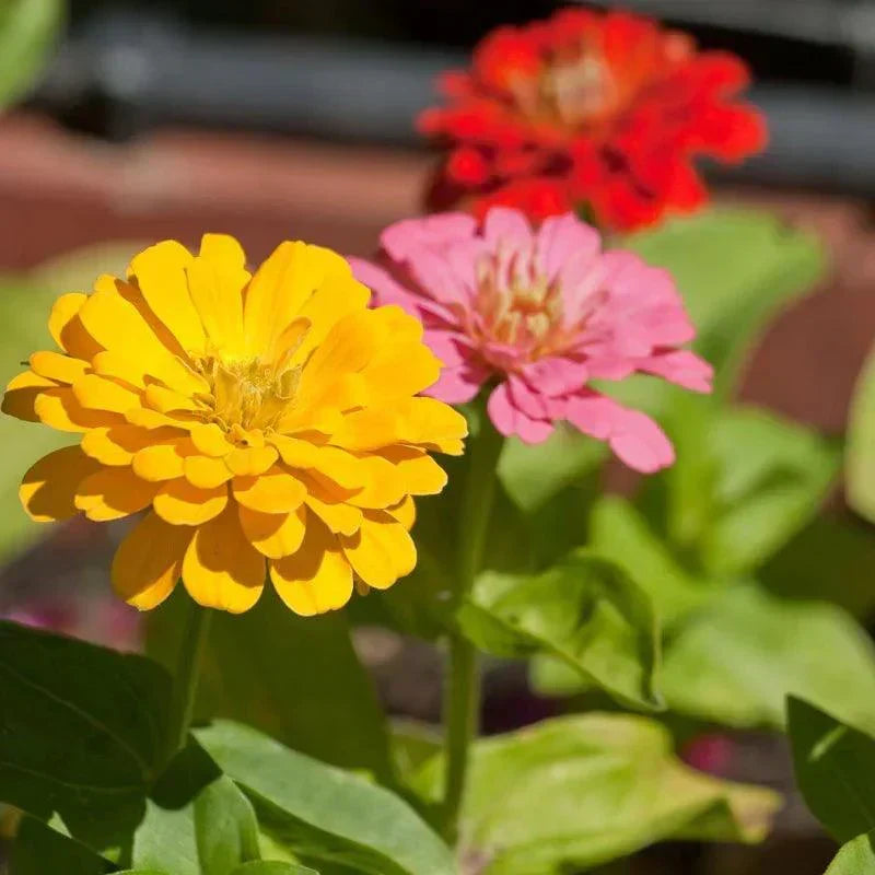 Yellow, pink, and red zinnia flowers
