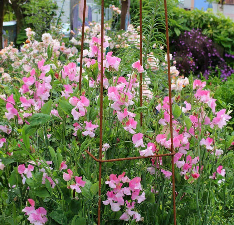 Annie's Annual - Vines