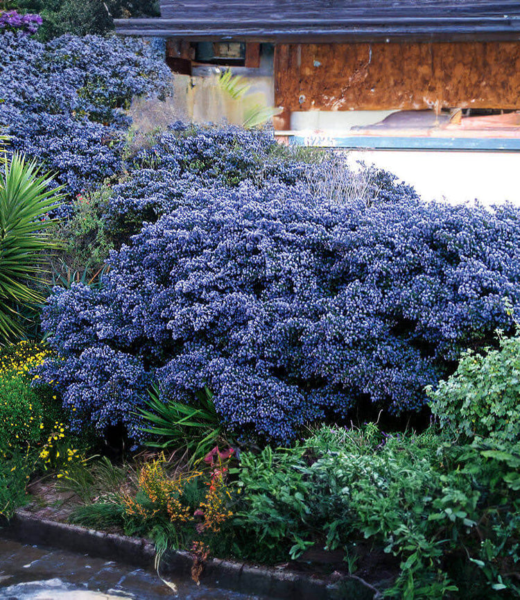 Annie's Annuals - Trees & Shrubs