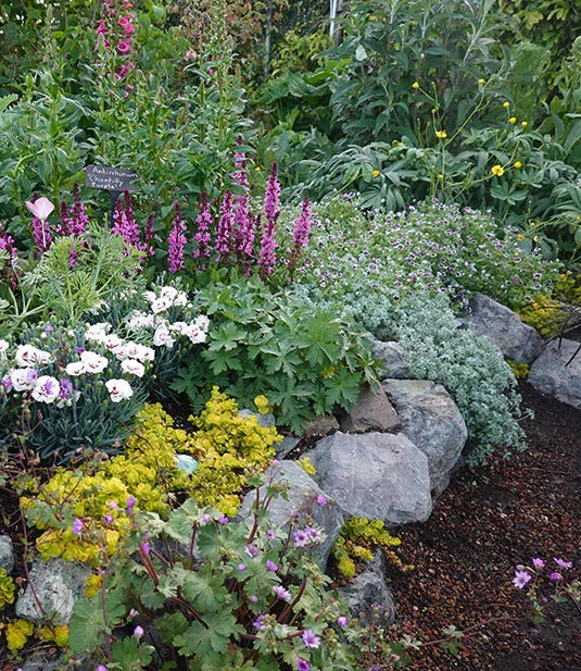 selection of different groundcover plants