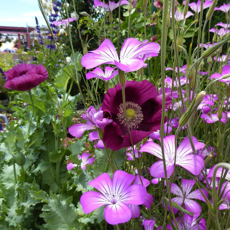 Annie's Annuals - Papaver (Poppies)
