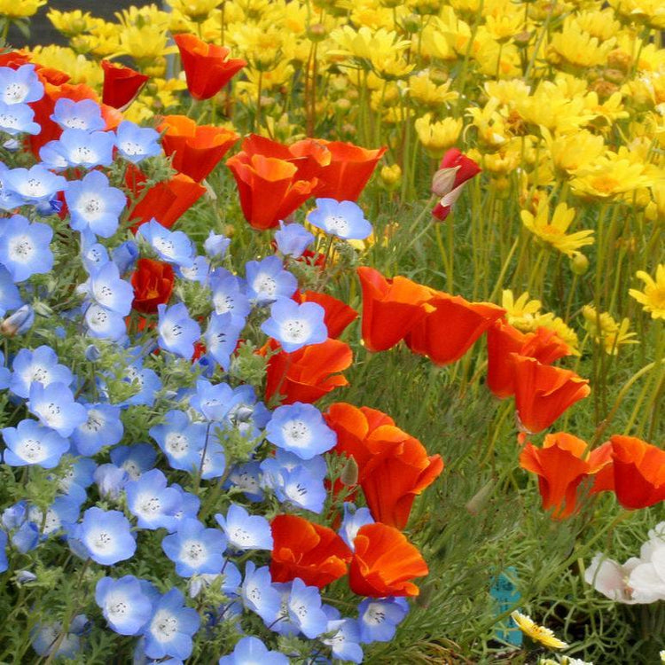 Annie's Annuals - California Natives