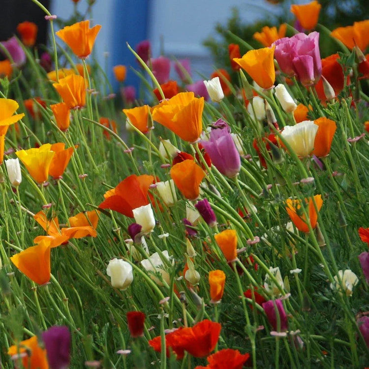 Annie's Annuals - Eschscholzia californica (California Poppy)
