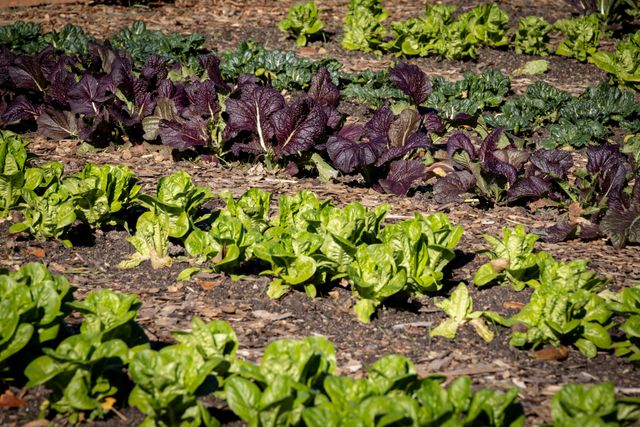 Vibrant rows of leafy greens and dark purple mustard in an outdoor vegetable garden