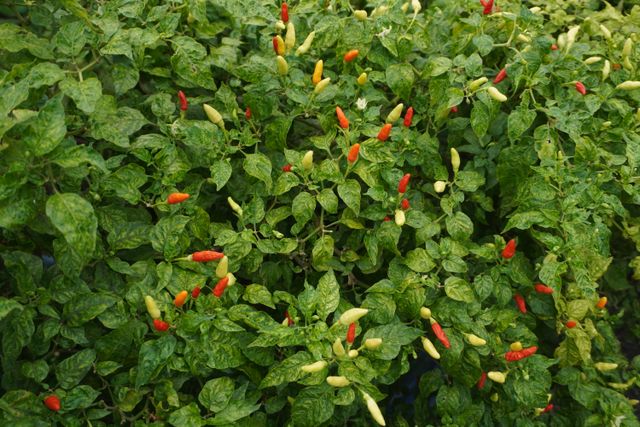A lush garden filled with vibrant red and green chili peppers thriving among dense foliage.