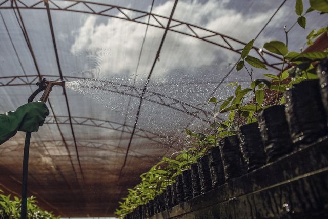 A vibrant scene of plants being watered inside a Brazilian greenhouse.