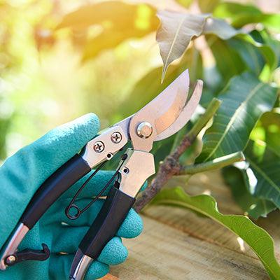 All Tree Maintenance & Care - Grow Organic