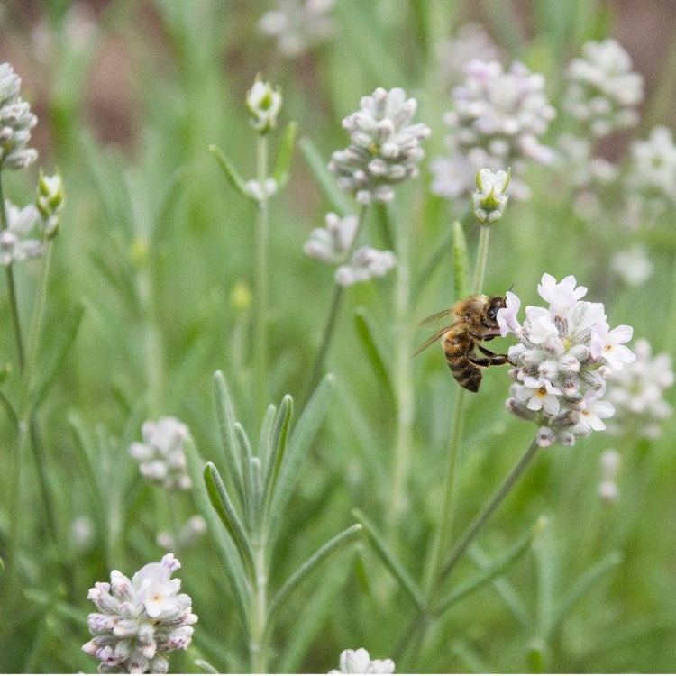 Perennial Herbs - Grow Organic