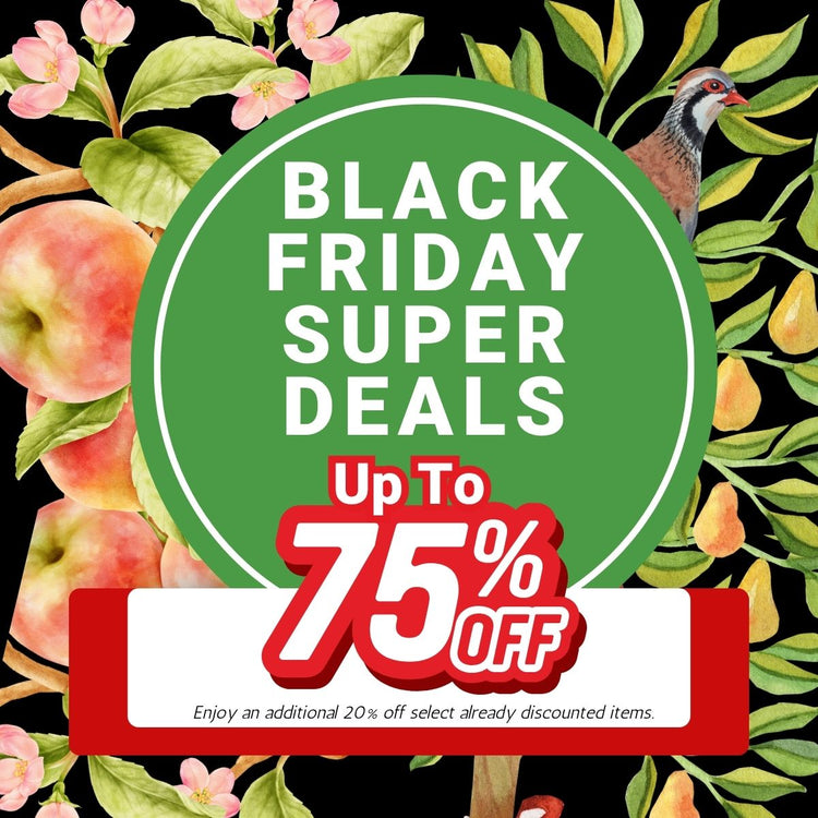 Black Friday Super Deals