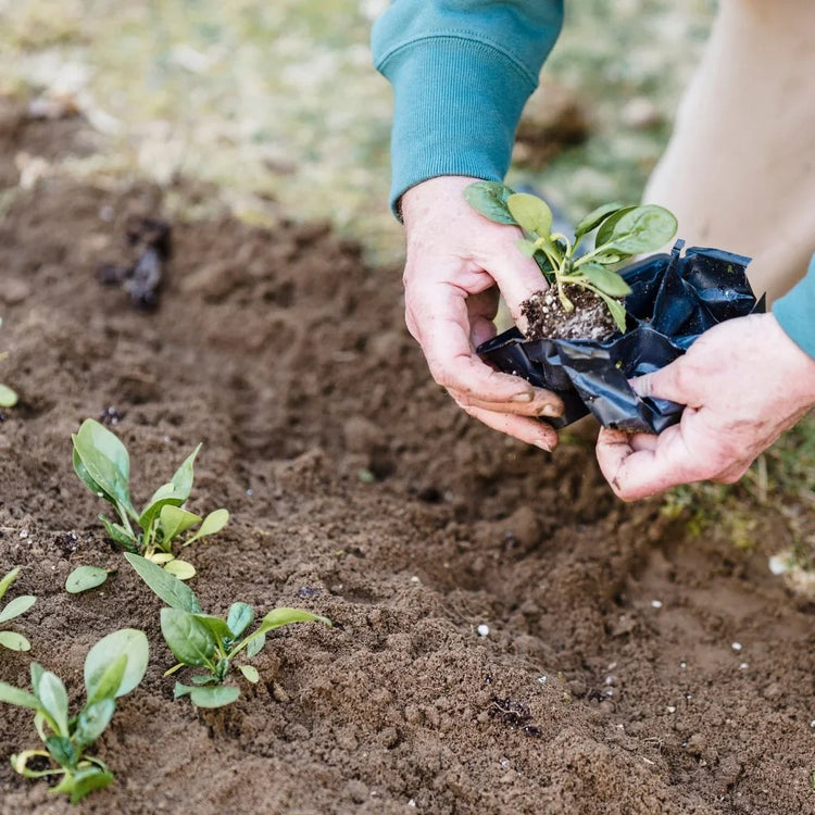 Beginner Gardener Gifts