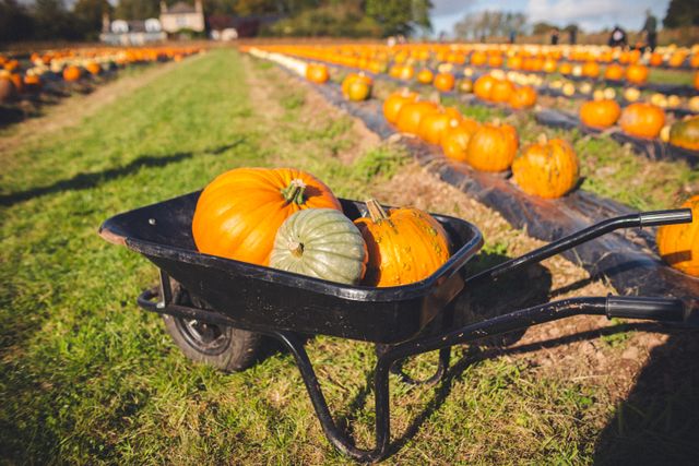 Bountiful autumn harvest scene with pumpkins in a wheelbarrow at a sunny pumpkin patch.