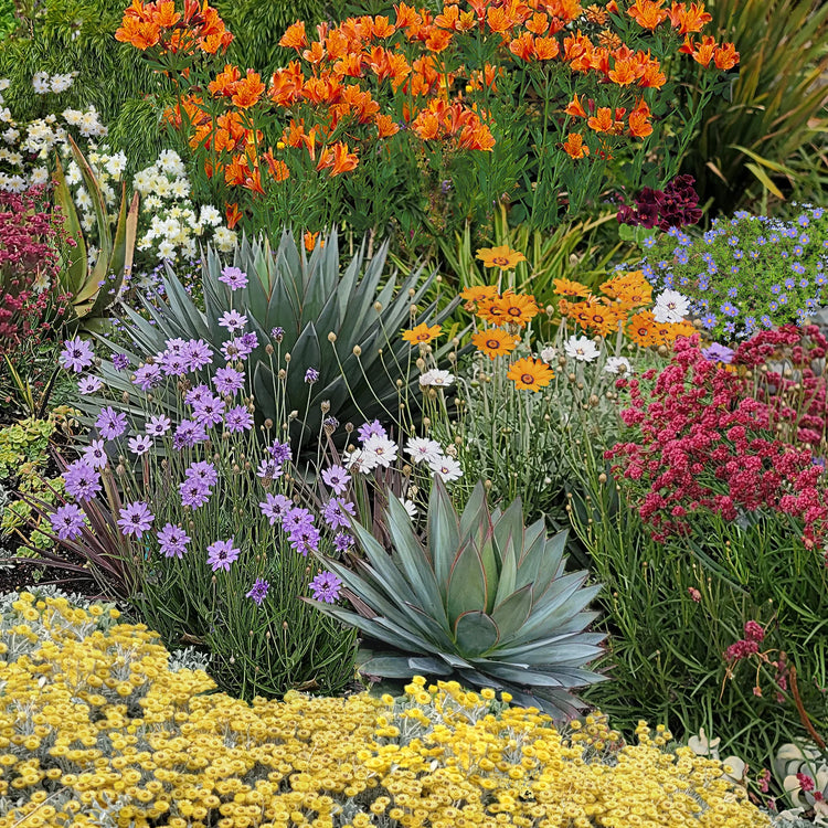 Annie's Annuals - Drought Tolerant Plants Collection