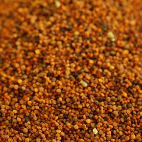 All Bulk Seeds - Grow Organic