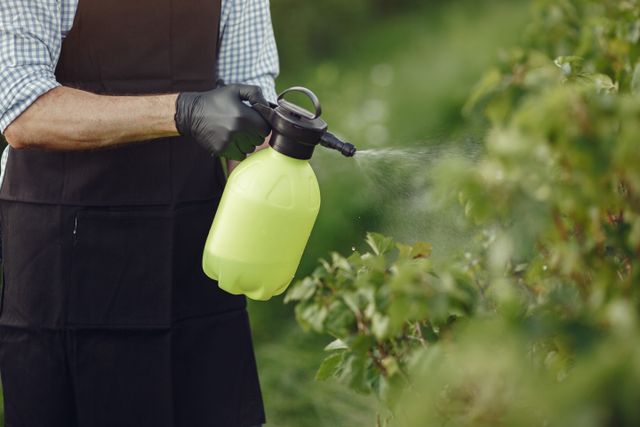 Close-up of a gardener using a manual sprayer on bushes outdoors, focusing on plant care