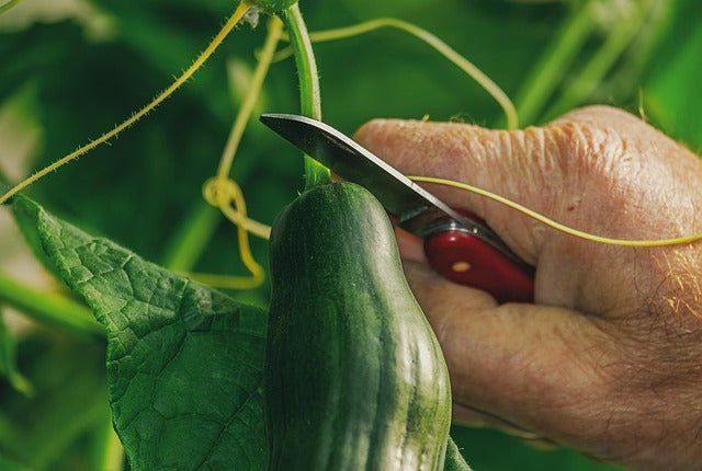 Gardening Knives