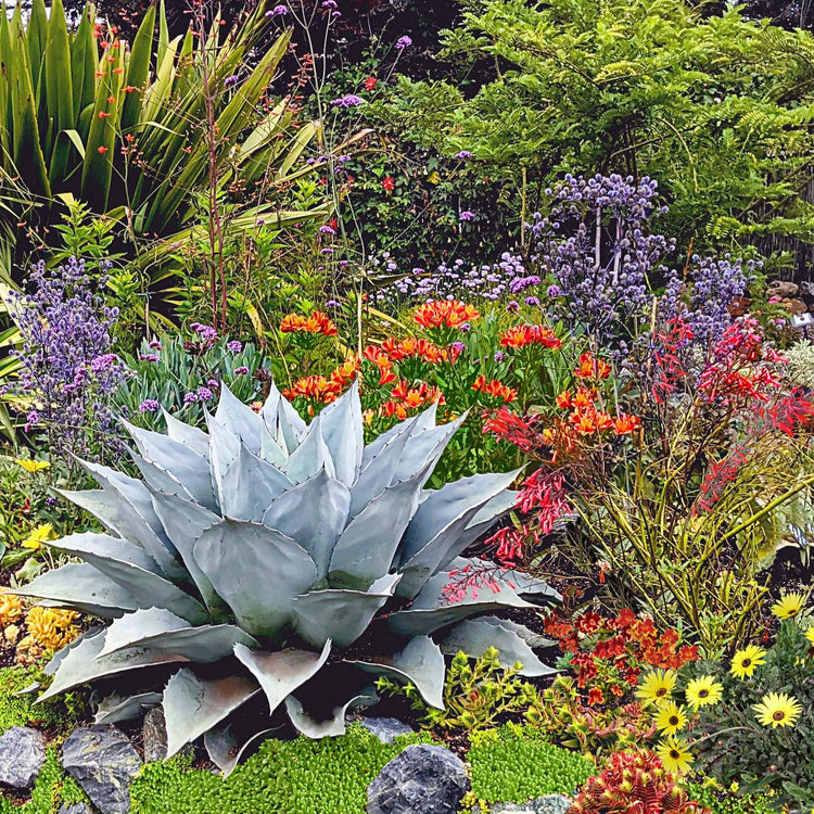 garden with a collection of different perennial plants including Alsteromeria, Agaves, Arctotis and Sedums.