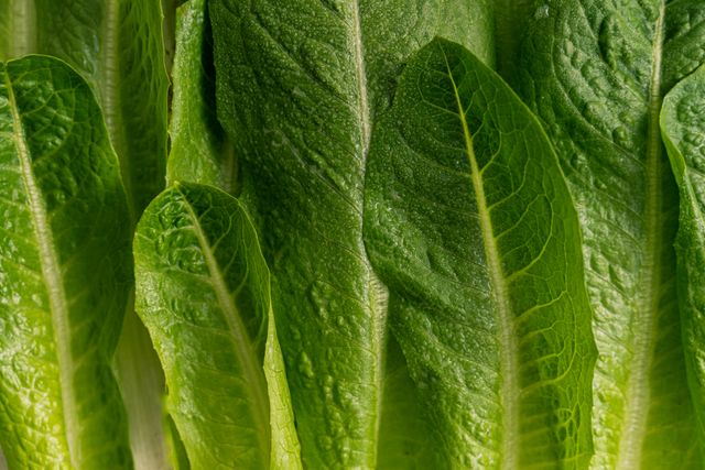 Detailed close-up of fresh green romaine lettuce leaves, showcasing texture and vibrant color.