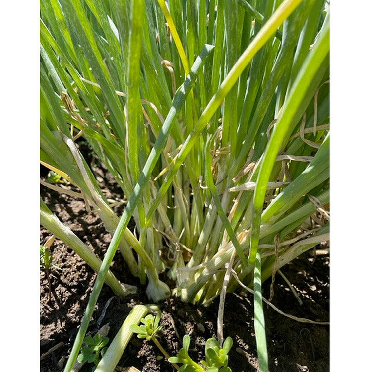 Egyptian Walking Onions - Grow Organic