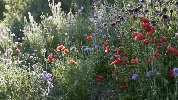 Fall-Sown Flower Seeds