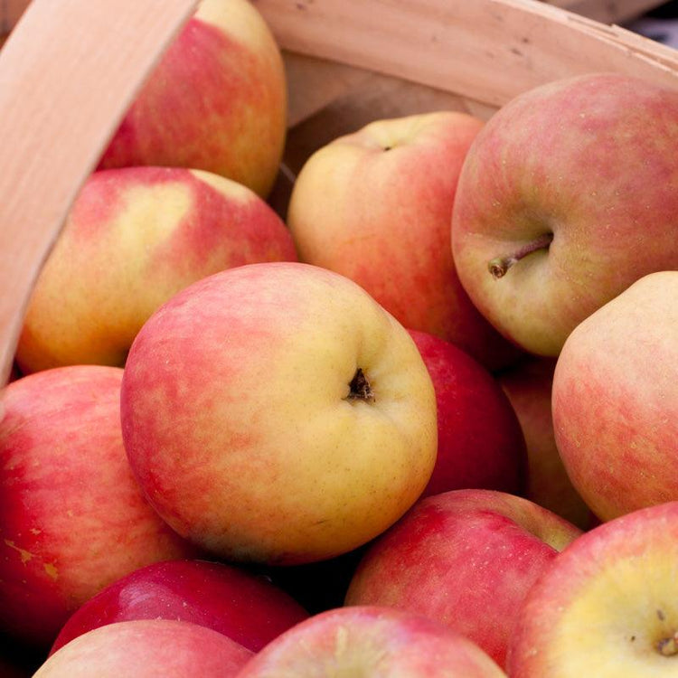 Pile of red-and-yellow Fuji apples