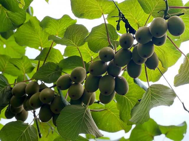 Vines