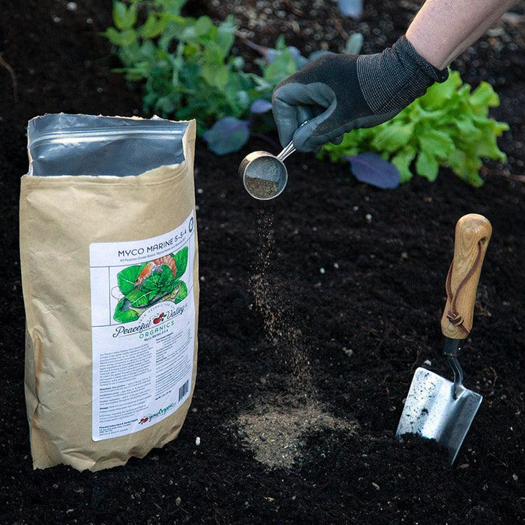 Gloved hand applying dry fertilizer in a garden bed