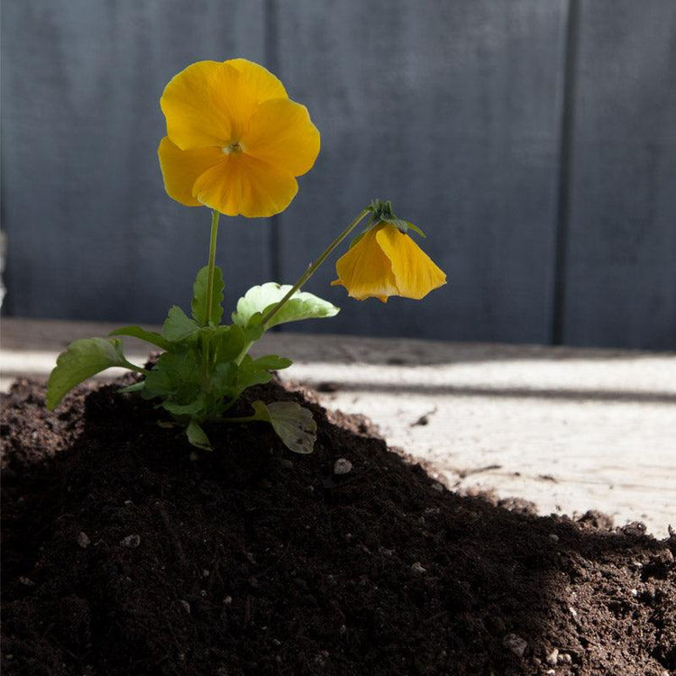 Yellow flower growing in amended soil