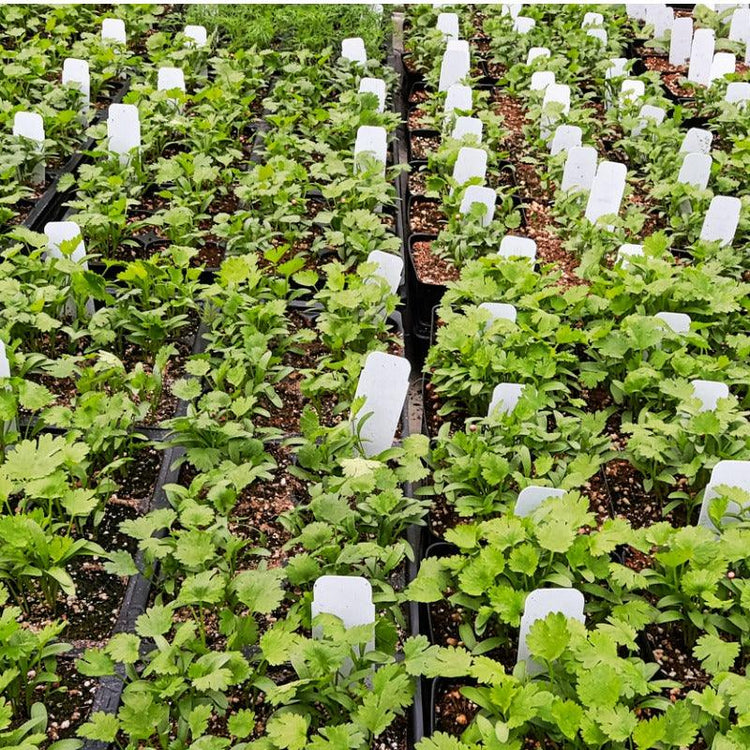 Vegetable, Herb & Flower Plants - Grow Organic