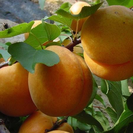 All Trees & Berries - Grow Organic