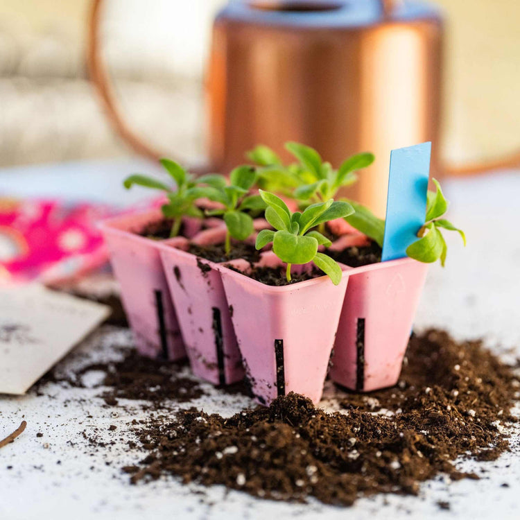 Seedlings in colorful folded-paper pots