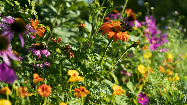 Pollinator Flower Seeds
