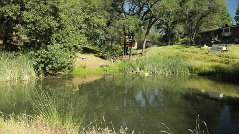 Pond Supplies