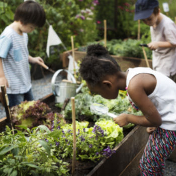 Children gardening, with a focus on a child in the foreground tending to plants.