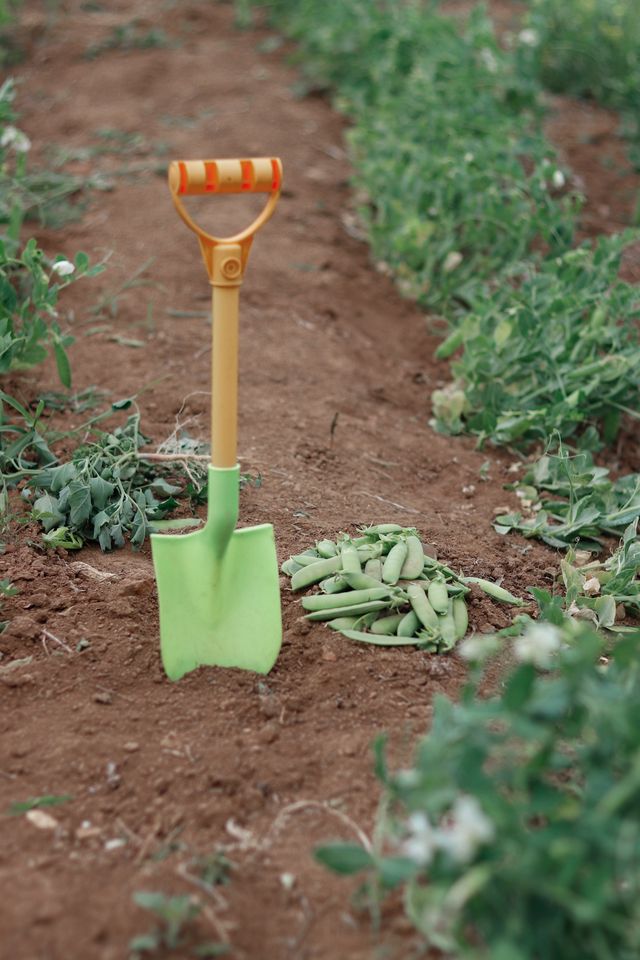 Shovel in the garden with freshly harvested green peas lying on the dirt.