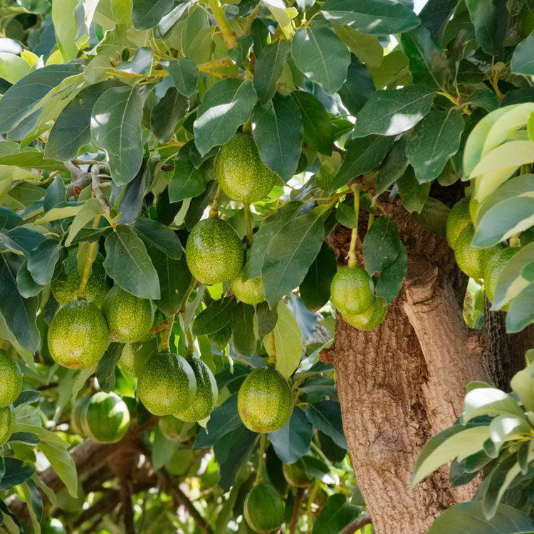 Green avocados hanging from leafy branches