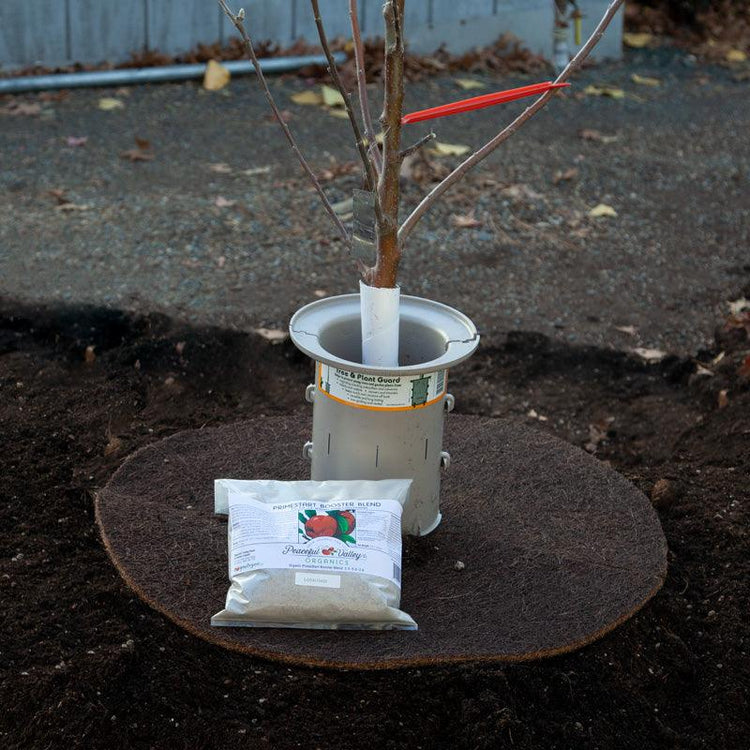Young tree secured in a planting basin with a support collar