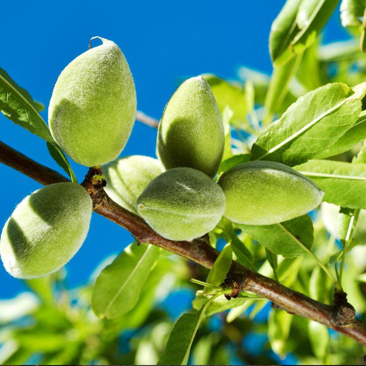Green almonds growing on a leafy branch