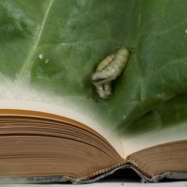 Small gray insect larva on a green leaf