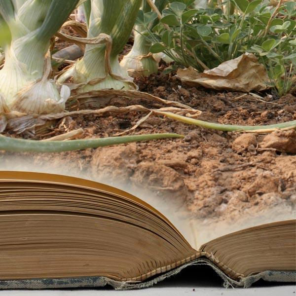 Young plant emerging above an open book