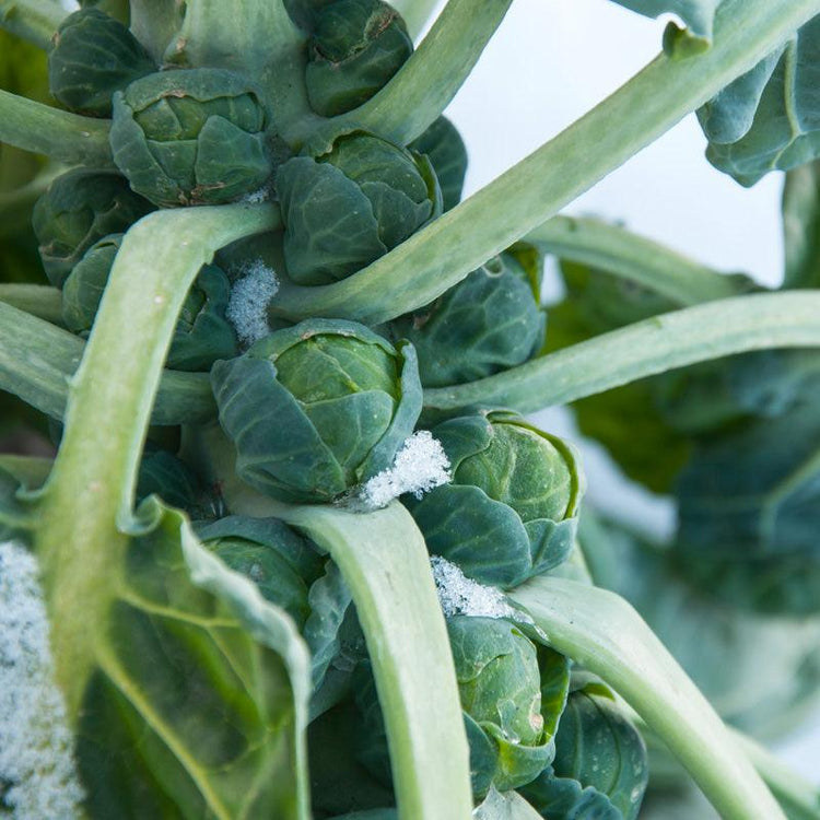 Brussels Sprout Seeds - Grow Organic