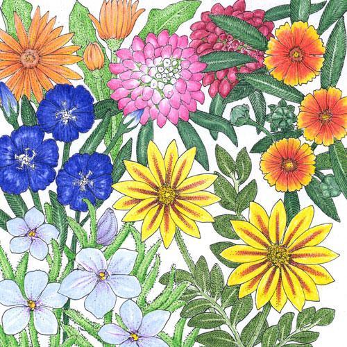 Botanical illustration of colorful flowers