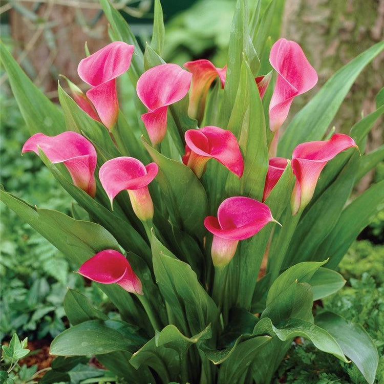 Calla Lily Flower Bulbs - Grow Organic