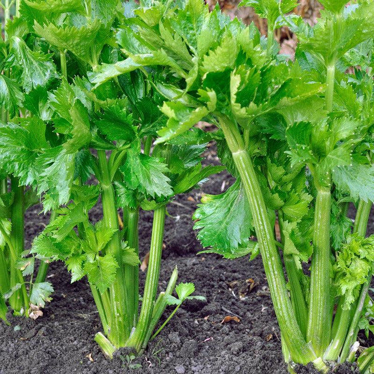 Celery Seeds - Grow Organic
