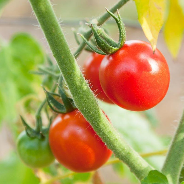 Red cherry tomatoes ripening on the vine