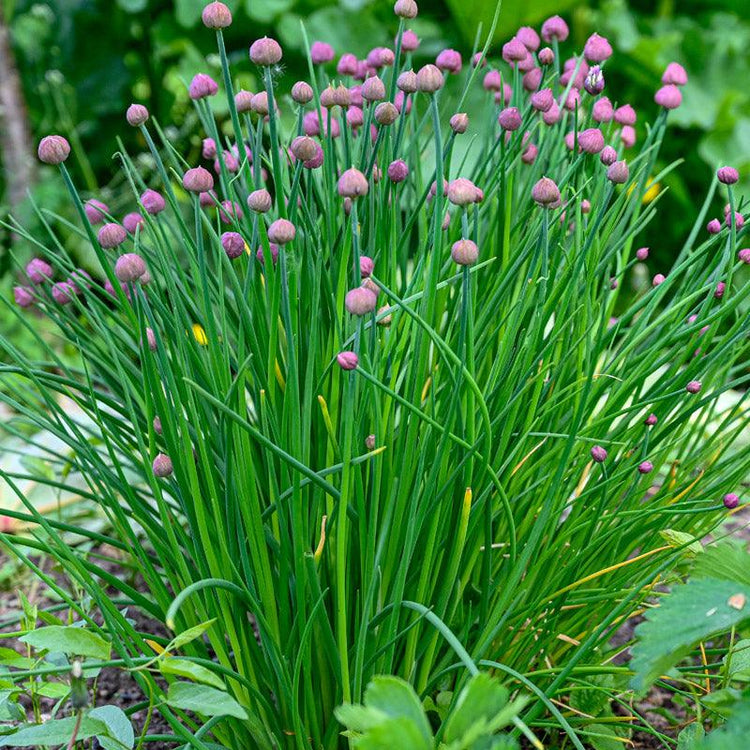 Chive Seeds - Grow Organic