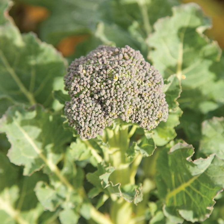 Broccoli flower head surrounded by leaves