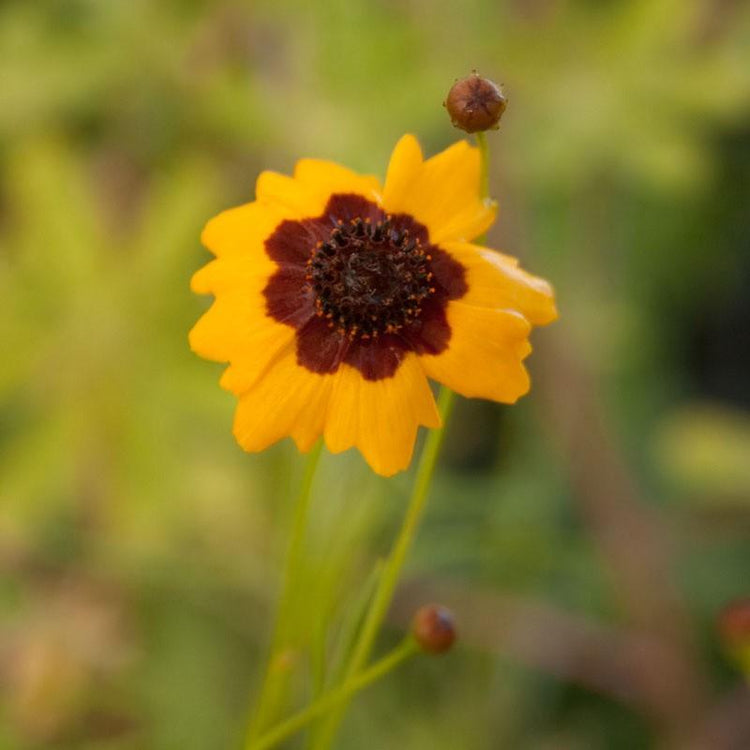 Yellow and red coreopsis flower
