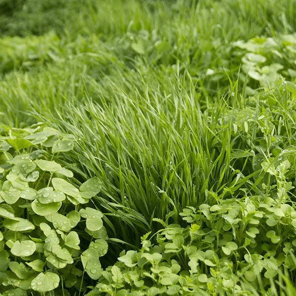New Cover Crop Seed Blends - Exclusively at Peaceful Valley - Grow Organic