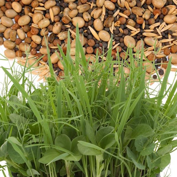 Mixed seeds above a patch of green cover crop